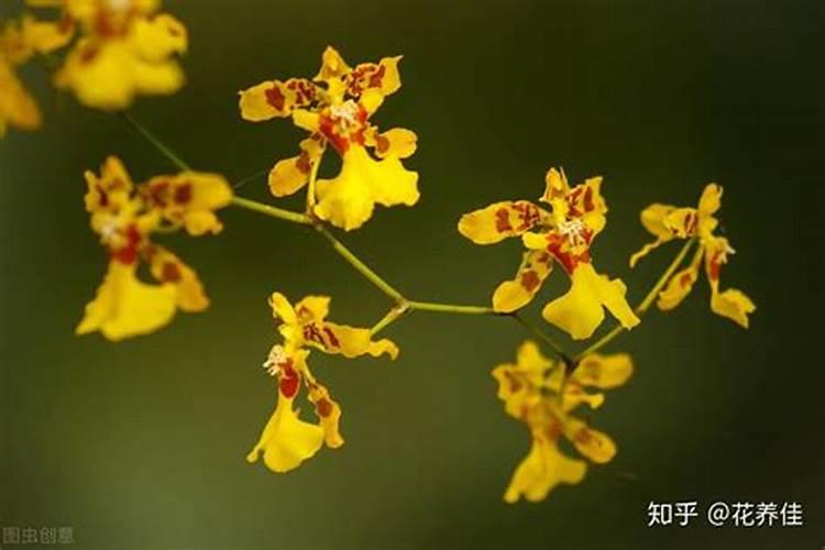 文心兰开完花怎么办