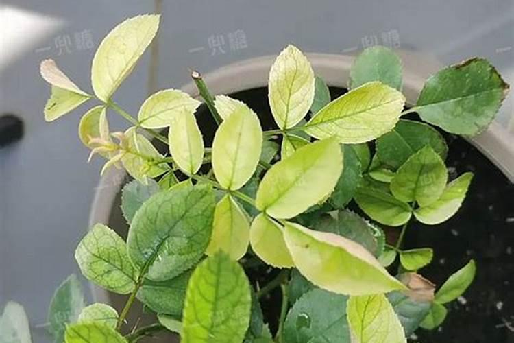 金玉满堂花黄叶子是怎么回事？
