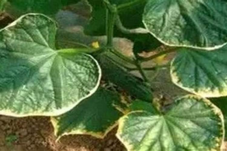 锌元素过量对植物产生的影响