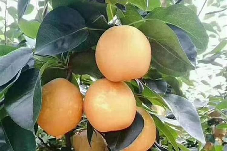 绣球花为什么只长叶子不开花