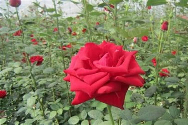 玫瑰花怎么种才长得好？花开得大？