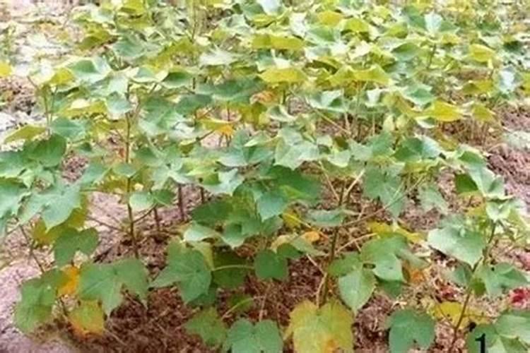 棉花打缩节胺打重了怎么办