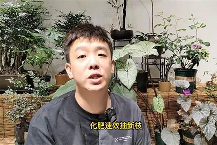 花盆里肥料多了,花叶都焉了怎么办？着急啊。
