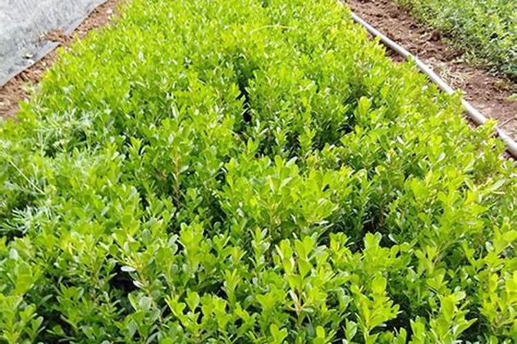 黄杨树用什么肥料最好