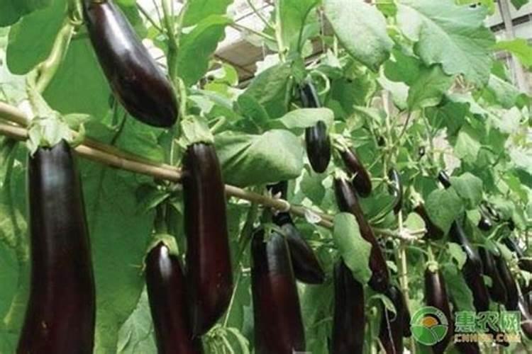 茄子连续开花结果有什么好办法 茄子生长条件有哪些