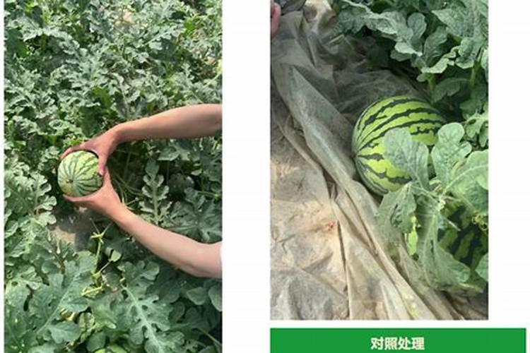 西瓜施肥标准是什么