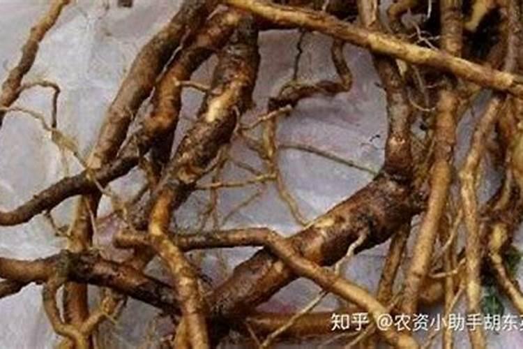 蓝莓种植中的根腐病如何防治？