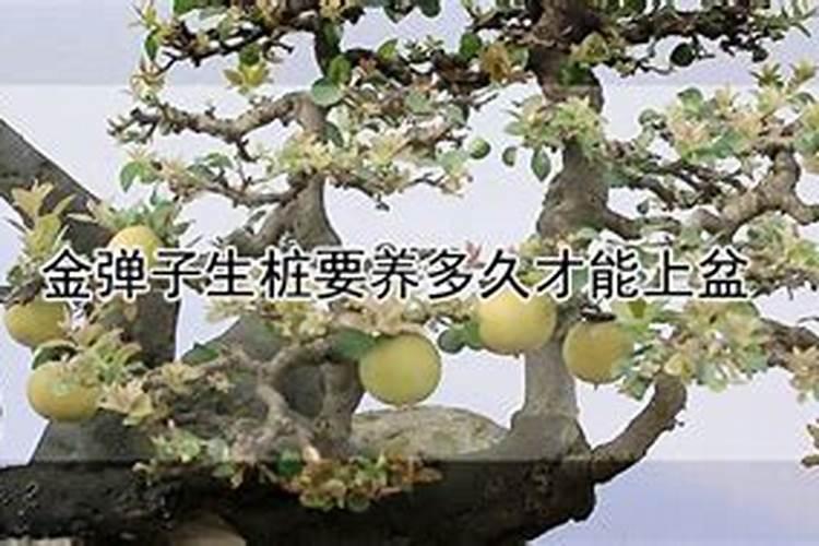 金弹子生桩怎么种成活率高