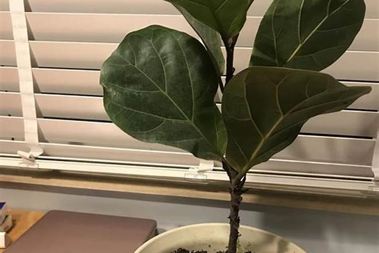 果树芒果用什么叶面肥？芒果怎样让果实快速膨大？芒果膨果防裂着色用调色...