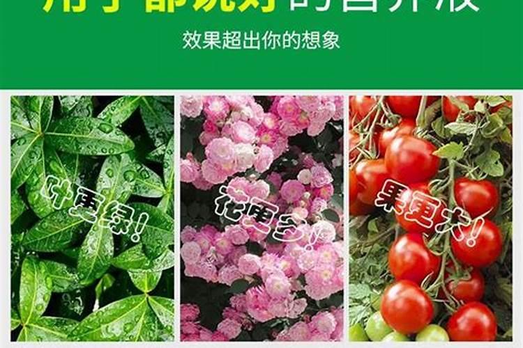 多肉营养液的主要成分？