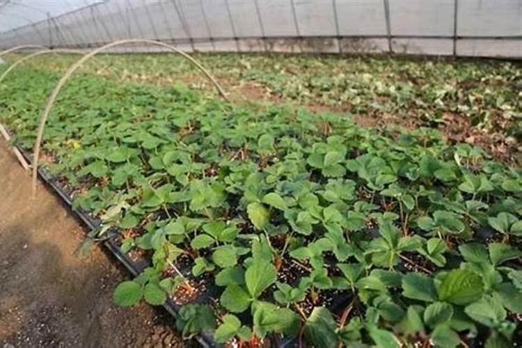 草莓施肥时间和方法是什么？