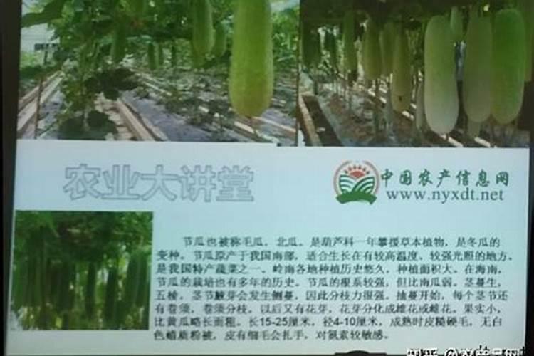 西瓜结果了需要施什么肥料