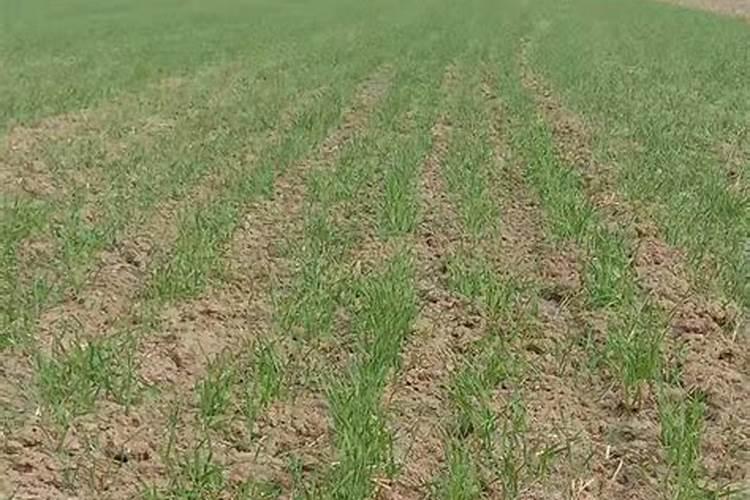 种小麦一亩地用多少复合肥