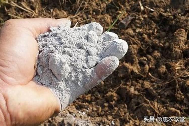 茶树为什么不能用叶面肥