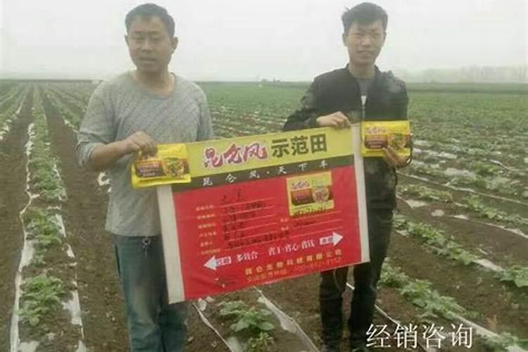 叶面肥可以灌根吗 叶面肥多长时间能吸收