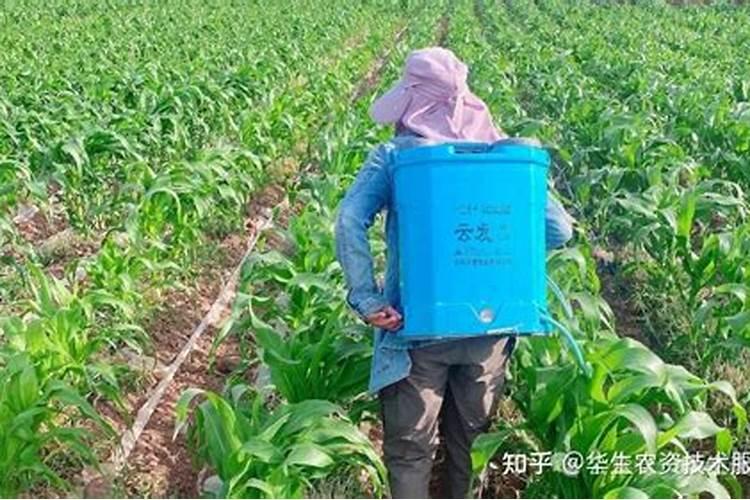打药和施肥能同时进行吗