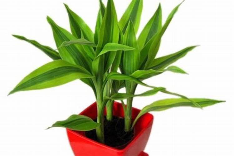 阳台种菜用什么土最好？阳台种菜用什么肥料好