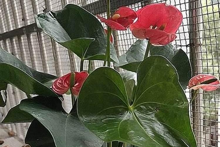 怎么养护红掌叶片越长越肥大