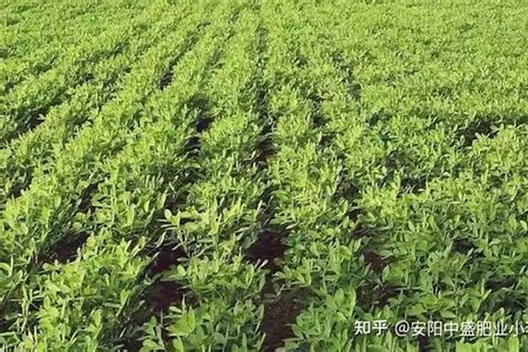 种花生用什么肥料好