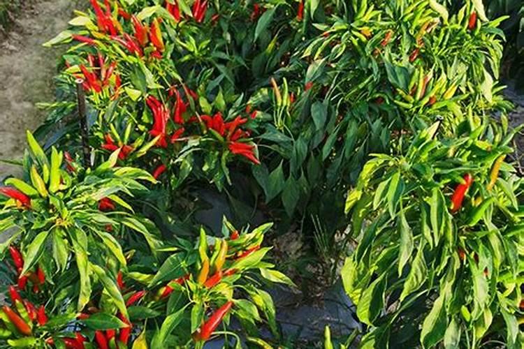 辣椒开花结果期用什么肥料好