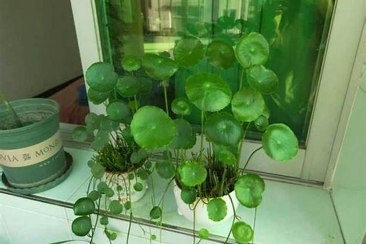 铜钱草几天能长出叶子,分享铜钱草的生长日记