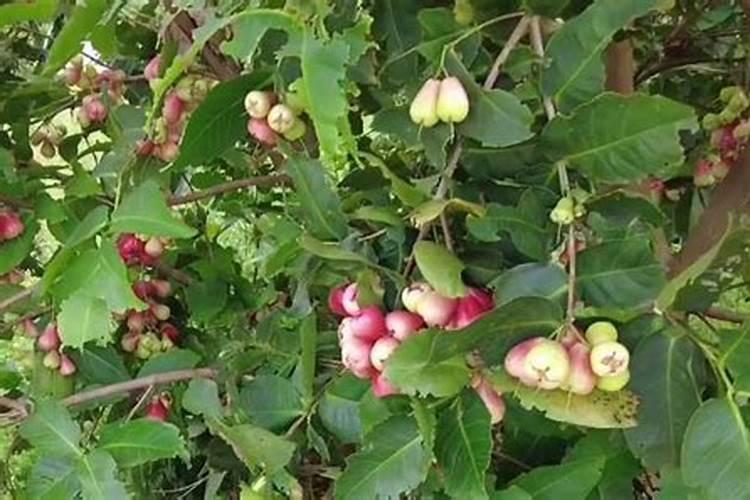 如何促进莲雾花芽分化 莲雾养殖方法
