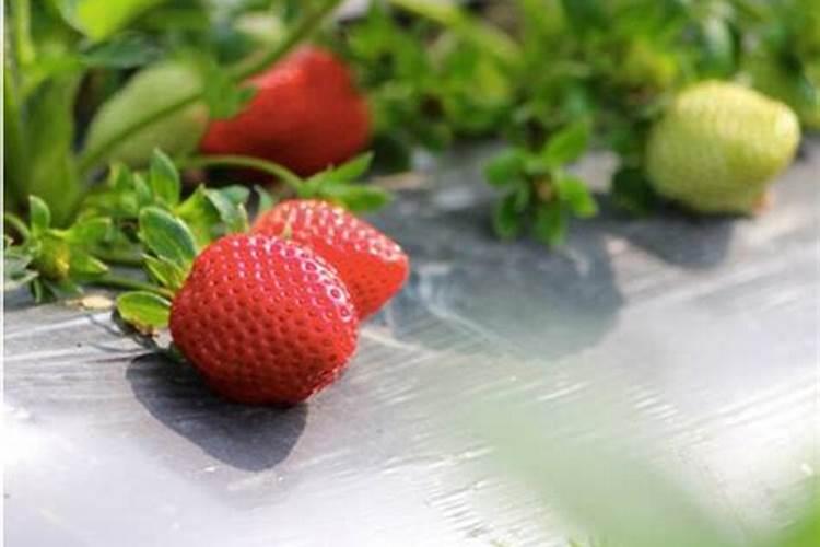 黄腐酸钾和氯化钾那个用在玉米上更好？