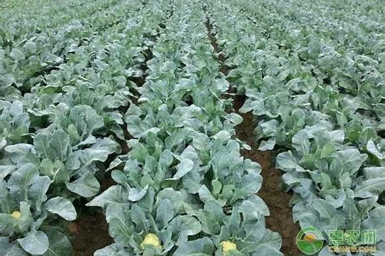 花菜刚接花果时还要施肥吗
