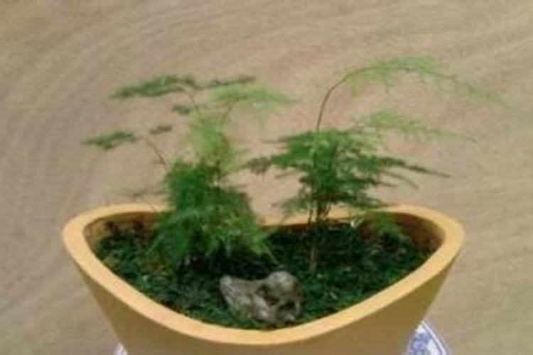 文竹施肥时间,怎样给文竹施肥