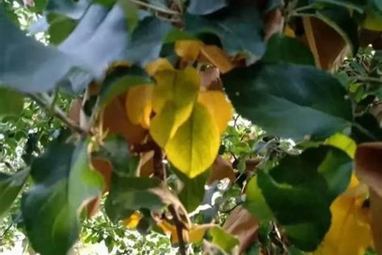 花叶子发黄用什么肥料 ？10种原因对症下药