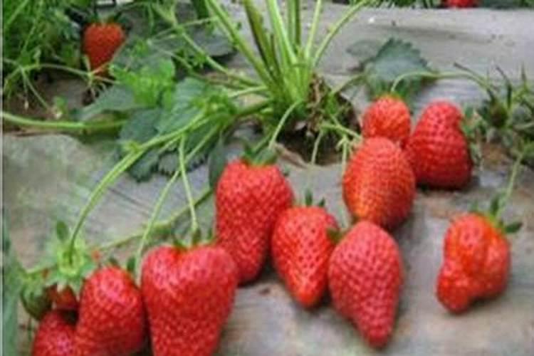 草莓施什么肥料最甜