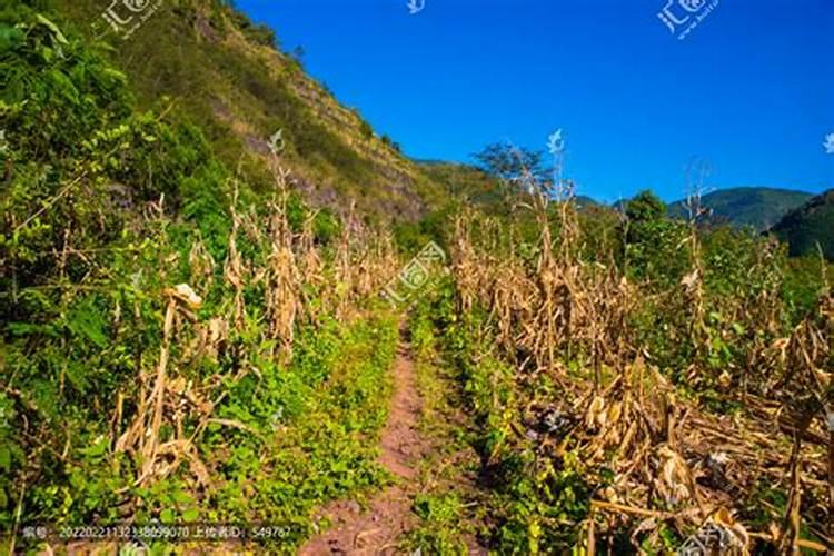 种玉米底肥用什么复合肥好