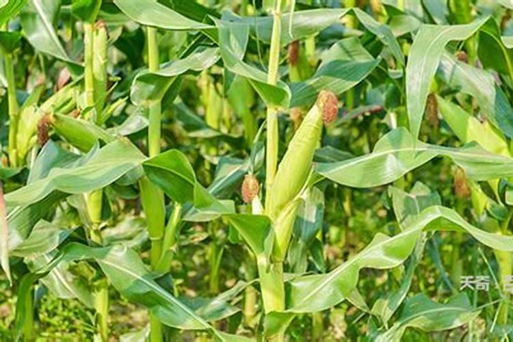 山地、粘土地种玉米 、花生用什么肥好？