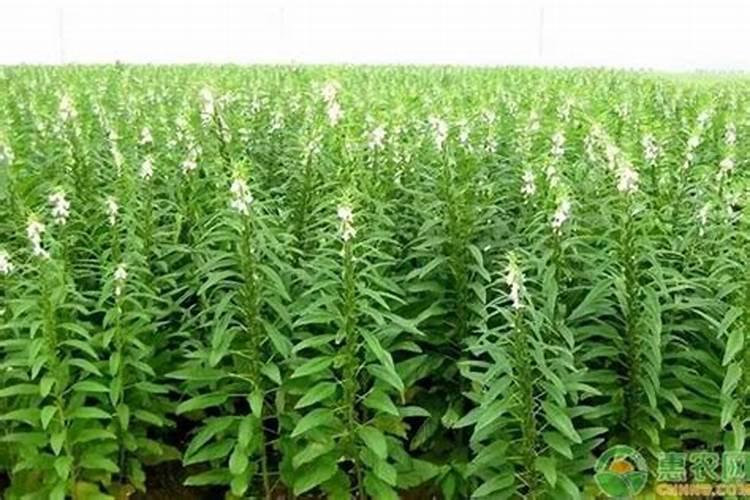 怎样种芝麻才能高产 种芝麻用什么肥料好