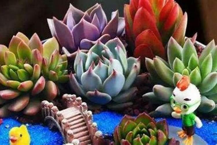 月经期间能不能浇月季花？