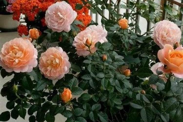 月季开花后怎么施肥