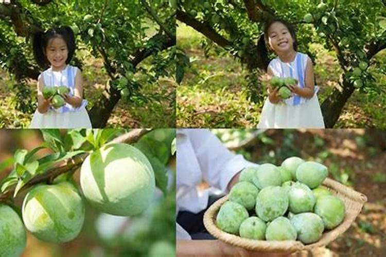 种植綦江奈李要怎么施肥才好？