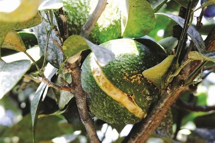 大棚种果菜常常出现裂果现象,如何解决？