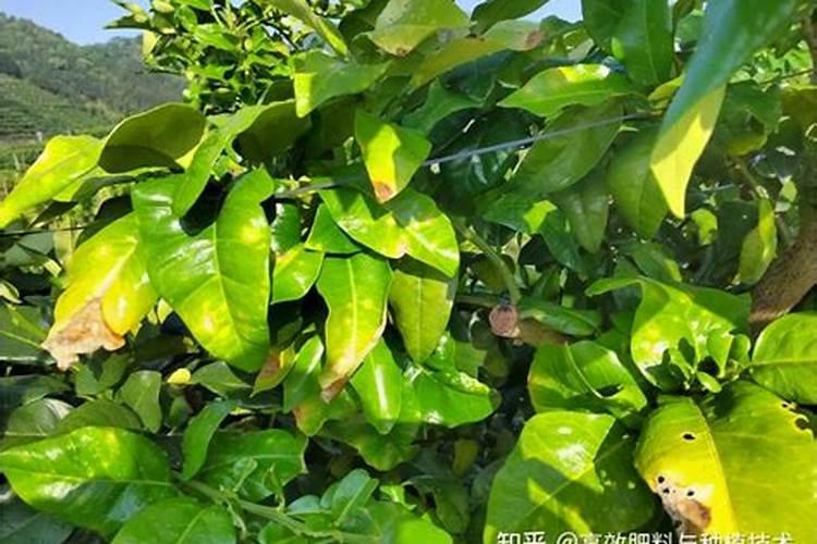 柚子开花期怎样施肥