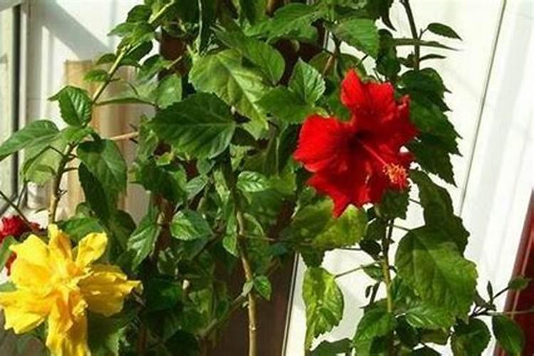 扶桑花施什么肥最好