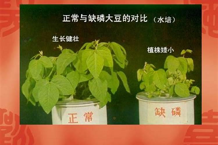 如何对园林植物进行合理的施肥