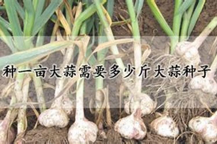 大蒜第二次浇水用什么肥料好？