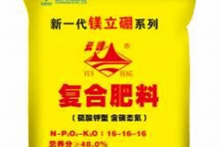 发财树刚出的新叶下垂