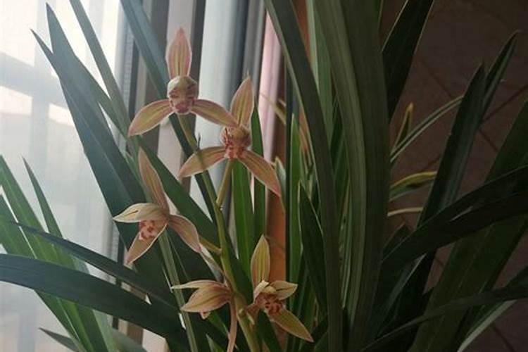兰花什么时候施氮磷钾？