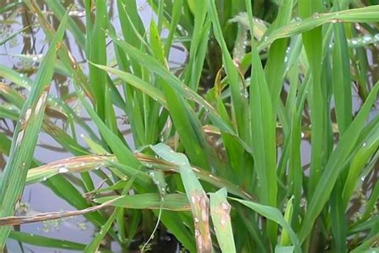 稻花香水稻喷施什么叶面肥最好？