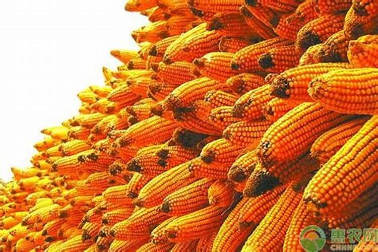 化肥涨价了,每亩玉米究竟需要多少化肥投资？