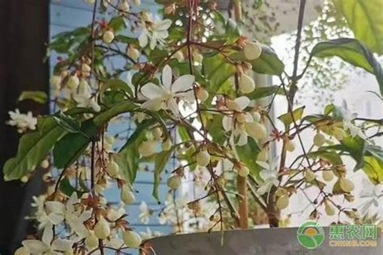 垂丝茉莉如何修剪(了解垂丝茉莉的养殖方法)