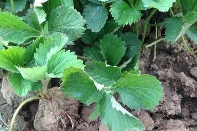 草莓要施什么肥料