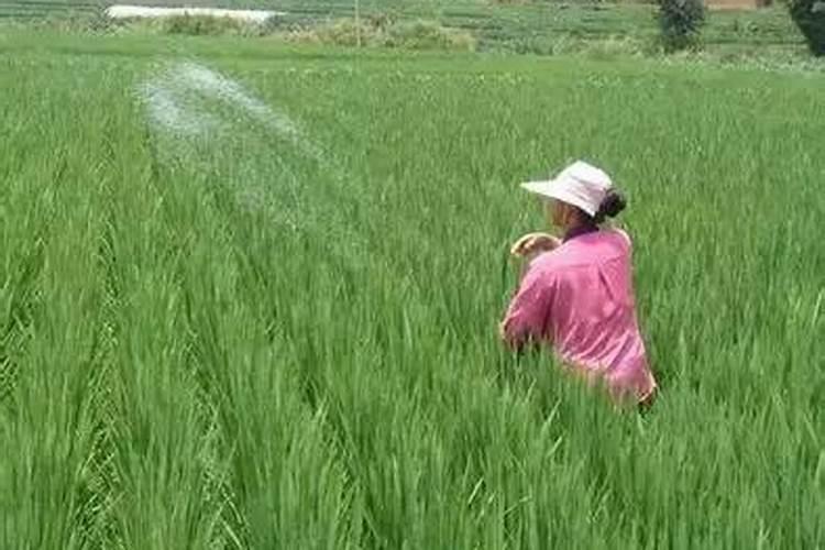 水稻氮肥过多该怎么办