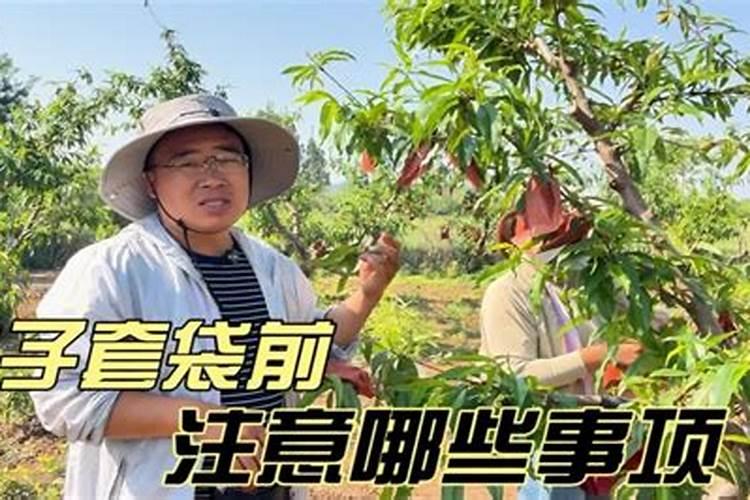 套袋黄桃能叶面喷钾肥吗？